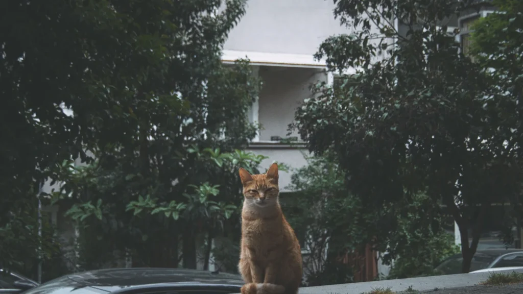 Chat de rue assis dans une ruelle d'Istanbul