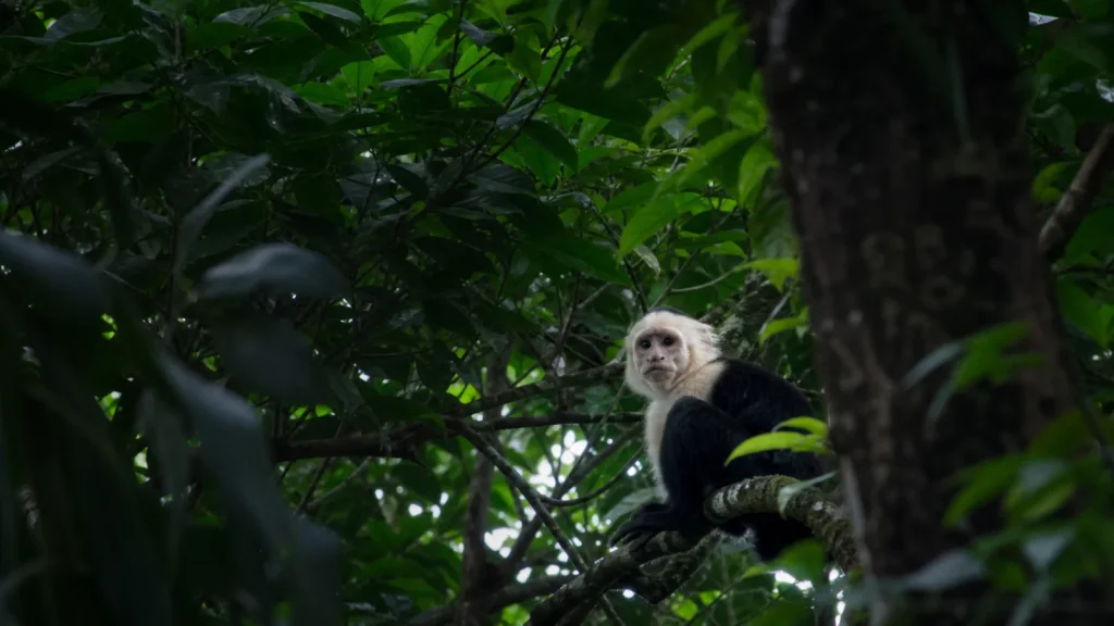 Singe capucin observé dans une forêt tropicale d'Amazonie équatorienne