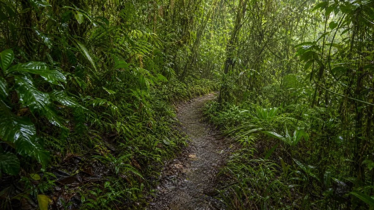 Sentier humide dans une forêt amazonienne près de Puyo