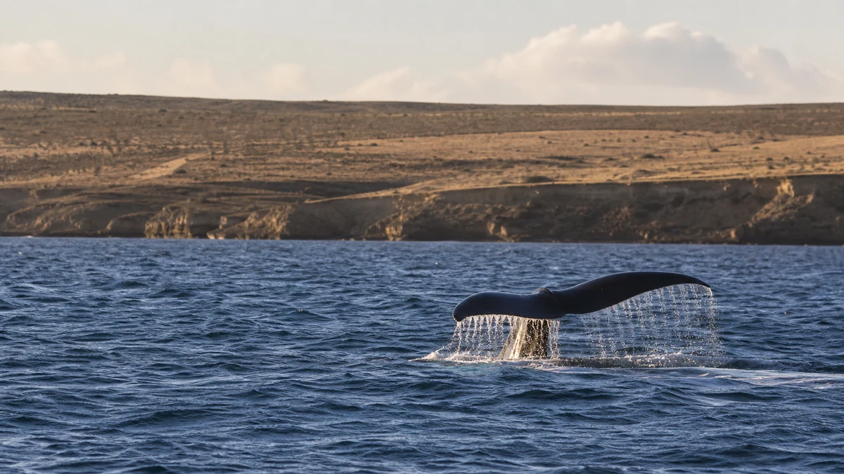 Baleine franche australe au large de la côte atlantique de Patagonie