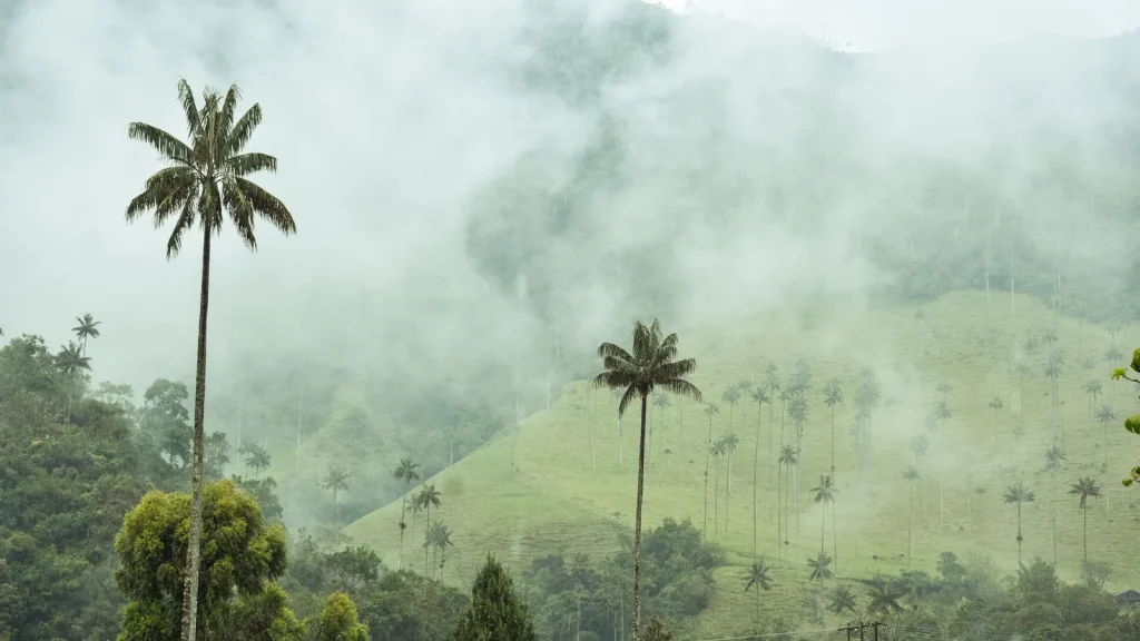 Palmiers de cire dans les collines brumeuses de la vallée de Cocora