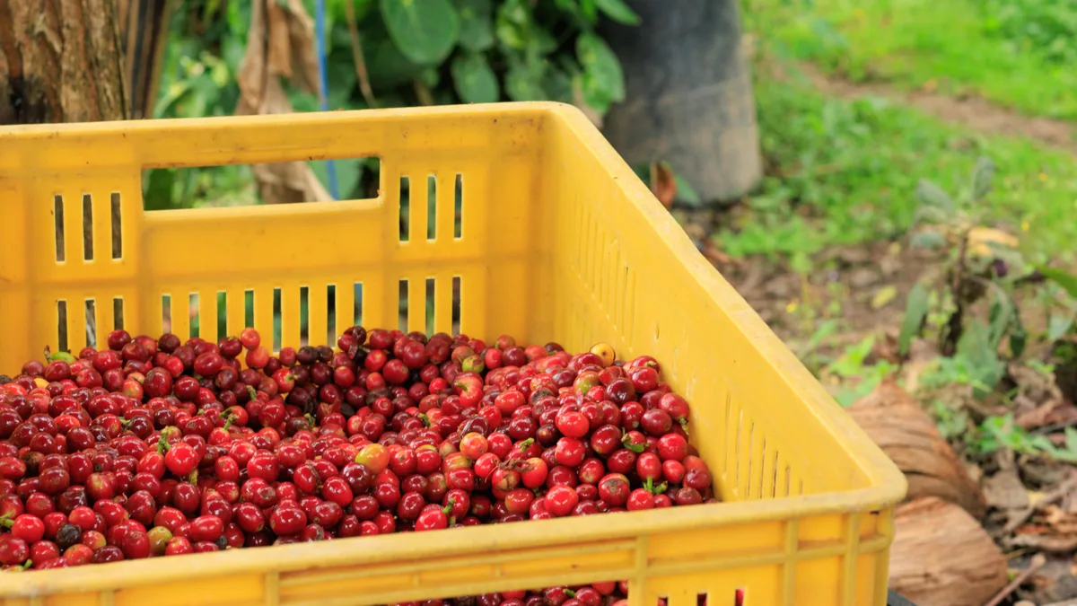 Cerises de café fraîchement récoltées dans une caisse en Colombie