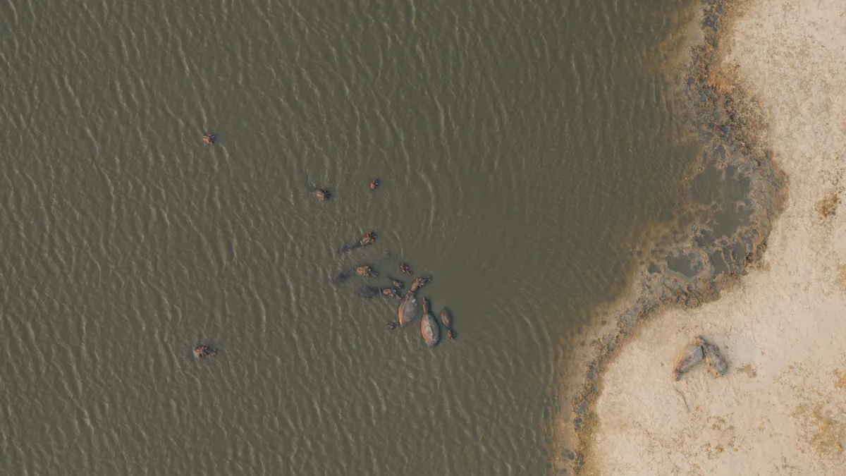 Groupe d'hippopotames dans l'eau photographié depuis le ciel