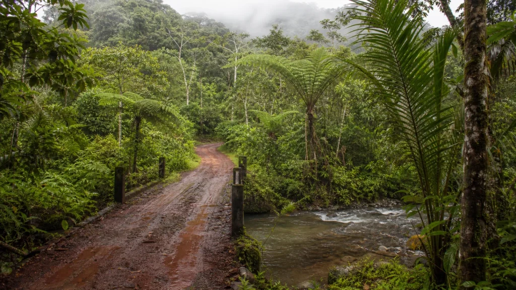 Route humide traversant la forêt amazonienne près de Puyo